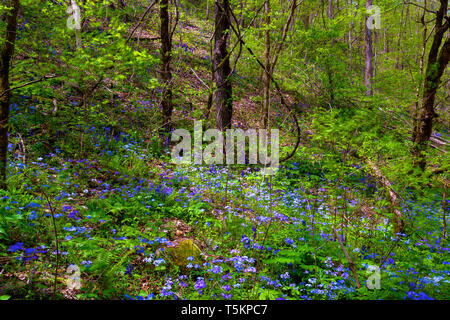 Frühling Wandern entlang Kiner Creek in Laurel Run Park in Churchill Tennessee, wo man Wildblumen sehen können, fließenden Bach und Laurel Run fällt ein 10 Stockfoto