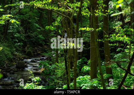 Frühling Wandern entlang Kiner Creek in Laurel Run Park in Churchill Tennessee, wo man Wildblumen sehen können, fließenden Bach und Laurel Run fällt ein 10 Stockfoto