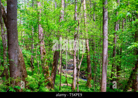 Frühling Wandern entlang Kiner Creek in Laurel Run Park in Churchill Tennessee, wo man Wildblumen sehen können, fließenden Bach und Laurel Run fällt ein 10 Stockfoto