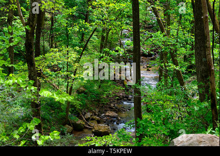 Frühling Wandern entlang Kiner Creek in Laurel Run Park in Churchill Tennessee, wo man Wildblumen sehen können, fließenden Bach und Laurel Run fällt ein 10 Stockfoto