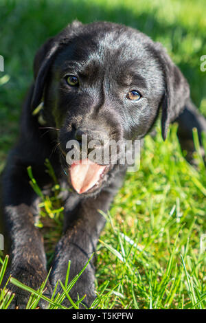 Schöne schwarze Labrador Welpe im Gras, sonnigen Sommer Festlegung Stockfoto