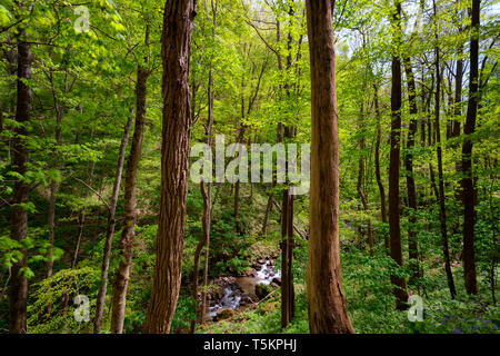 Frühling Wandern entlang Kiner Creek in Laurel Run Park in Churchill Tennessee, wo man Wildblumen sehen können, fließenden Bach und Laurel Run fällt ein 10 Stockfoto