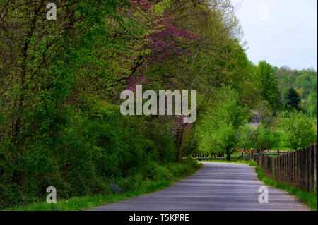 Frühling Wandern entlang Kiner Creek in Laurel Run Park in Churchill Tennessee, wo man Wildblumen sehen können, fließenden Bach und Laurel Run fällt ein 10 Stockfoto