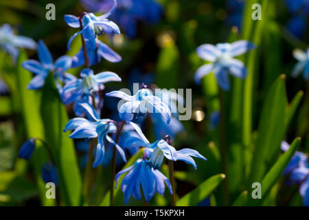 Scilla siberica, sibirische Blausterne, Holz blausterne. Feder blaue Blüten Nahaufnahme. Frische Blumen wachsen im Wald. Stockfoto