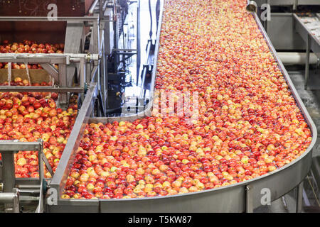 Sauber und Frisch gala Äpfel auf einem Förderband in einem Frucht Verpackung Lager für Presize Stockfoto