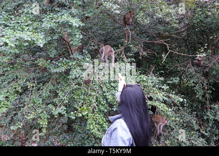 Takua Thung, Thailand. 04 Mär, 2019. Eine Frau füttert ein macaque Affen im Wat Suwan Kuha, auch genannt Wat Tham ('Höhlentempel'). Der Komplex ist ein buddhistischer Tempel Komplex in der Amphoe (Bezirk) Takua Thung in der Provinz Phang Nga (Phangnga) im Nordwesten von Thailand. Es besteht aus mehreren Kalksteinhöhlen mit Buddha Statuen. Eine besondere Attraktion für viele Besucher sind die zahlreichen macaque Affen, tummeln sich in den Vorplatz. Quelle: Alexandra Schuler/dpa/Alamy leben Nachrichten Stockfoto