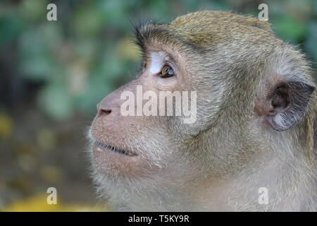 Takua Thung, Thailand. 04 Mär, 2019. Ein macaque Affen im Wat Suwan Kuha, auch genannt Wat Tham ('Höhlentempel'). Der Komplex ist ein buddhistischer Tempel Komplex in der Amphoe (Bezirk) Takua Thung in der Provinz Phang Nga (Phangnga) im Nordwesten von Thailand. Es besteht aus mehreren Kalksteinhöhlen mit Buddha Statuen. Eine besondere Attraktion für viele Besucher sind die zahlreichen macaque Affen, tummeln sich in den Vorplatz. Quelle: Alexandra Schuler/dpa/Alamy leben Nachrichten Stockfoto