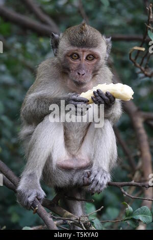 Takua Thung, Thailand. 04 Mär, 2019. Ein macaque Affen hält eine Banane am Wat Suwan Kuha, auch genannt Wat Tham ('Höhlentempel'). Der Komplex ist ein buddhistischer Tempel Komplex in der Amphoe (Bezirk) Takua Thung in der Provinz Phang Nga (Phangnga) im Nordwesten von Thailand. Es besteht aus mehreren Kalksteinhöhlen mit Buddha Statuen. Eine besondere Attraktion für viele Besucher sind die zahlreichen macaque Affen, tummeln sich in den Vorplatz. Quelle: Alexandra Schuler/dpa/Alamy leben Nachrichten Stockfoto