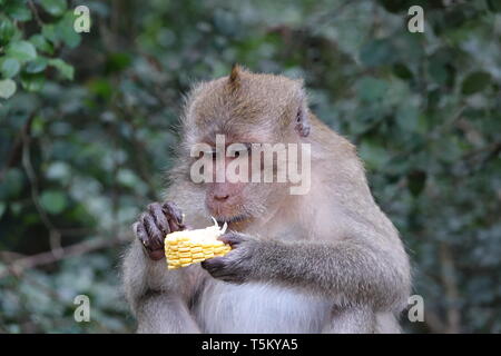 Takua Thung, Thailand. 04 Mär, 2019. Ein macaque Affen hält Essen in Wat Suwan Kuha, auch genannt Wat Tham ('Höhlentempel'). Der Komplex ist ein buddhistischer Tempel Komplex in der Amphoe (Bezirk) Takua Thung in der Provinz Phang Nga (Phangnga) im Nordwesten von Thailand. Es besteht aus mehreren Kalksteinhöhlen mit Buddha Statuen. Eine besondere Attraktion für viele Besucher sind die zahlreichen macaque Affen, tummeln sich in den Vorplatz. Quelle: Alexandra Schuler/dpa/Alamy leben Nachrichten Stockfoto