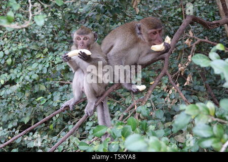 Takua Thung, Thailand. 04 Mär, 2019. Zwei Affen halten Bananen im Wat Suwan Kuha, auch genannt Wat Tham ('Höhlentempel'). Der Komplex ist ein buddhistischer Tempel Komplex in der Amphoe (Bezirk) Takua Thung in der Provinz Phang Nga (Phangnga) im Nordwesten von Thailand. Es besteht aus mehreren Kalksteinhöhlen mit Buddha Statuen. Eine besondere Attraktion für viele Besucher sind die zahlreichen macaque Affen, tummeln sich in den Vorplatz. Quelle: Alexandra Schuler/dpa/Alamy leben Nachrichten Stockfoto