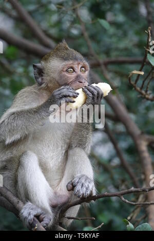 Takua Thung, Thailand. 04 Mär, 2019. Ein macaque Affen hält eine Banane am Wat Suwan Kuha, auch genannt Wat Tham ('Höhlentempel'). Der Komplex ist ein buddhistischer Tempel Komplex in der Amphoe (Bezirk) Takua Thung in der Provinz Phang Nga (Phangnga) im Nordwesten von Thailand. Es besteht aus mehreren Kalksteinhöhlen mit Buddha Statuen. Eine besondere Attraktion für viele Besucher sind die zahlreichen macaque Affen, tummeln sich in den Vorplatz. Quelle: Alexandra Schuler/dpa/Alamy leben Nachrichten Stockfoto