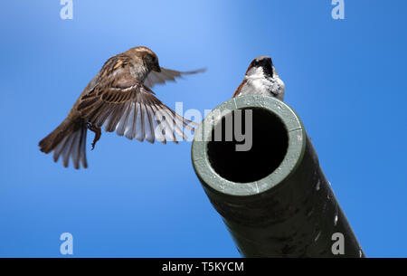 Berlin, Deutschland. 25 Apr, 2019. Ein Spatz nähert sich die Mündung einer Kanone eines sowjetischen T34 Tank auf dem Gelände der Sowjetischen Ehrenmal im Tiergarten in Berlin. Foto: Ralf Hirschberger/dpa/Alamy leben Nachrichten Stockfoto