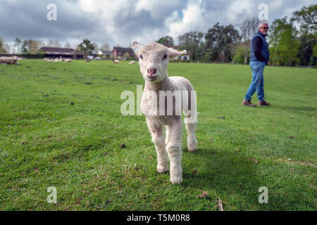 Brighton, East Sussex, UK. 25 Apr, 2019. Eine neugierige neue Lamm Erforschen ihrer Umgebung in Cuckfield Mitte Sussex heute Credit: Andrew Hasson/Alamy leben Nachrichten Stockfoto