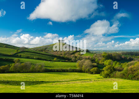 Bridport, Dorset, Großbritannien. 25. April 2019. UK Wetter. Blick auf Symondsbury Colmers Hügel in der Nähe von Bridport in Dorset. Die ikonischen Baum überstiegen Hill ist getönt Blau mit blühenden bluebells an seinen Hängen an einem warmen sonnigen Nachmittag. Foto: Graham Jagd-/Alamy leben Nachrichten Stockfoto