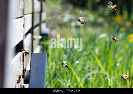 Remscheid, Deutschland. 10 Apr, 2019. Bienen fliegen auf ihrem Bienenstock. In NRW, Häftlinge werden aktiv im Kampf gegen das Bienensterben. Auch im harten Jungen lernen, Verantwortung im Umgang mit "Aja" und ihre Freunde. Im Remscheider Gefängnis suchen Sie nach rund 3 Millionen Bienen, Tischler Bienenstände und Honig zu verkaufen. (An den Gefangenen dpa "Gefängnis der Bienen lehren Geduld: "Ein Fehler, ein Stachel") Credit: Federico Gambarini/dpa/Alamy leben Nachrichten Stockfoto