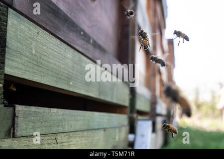 Remscheid, Deutschland. 10 Apr, 2019. Bienen fliegen in einem Bienenstock. In NRW, Häftlinge werden aktiv im Kampf gegen das Bienensterben. Auch im harten Jungen lernen, Verantwortung im Umgang mit "Aja" und ihre Freunde. Im Remscheider Gefängnis suchen Sie nach rund 3 Millionen Bienen, Tischler Bienenstände und Honig zu verkaufen. (An den Gefangenen dpa "Gefängnis der Bienen lehren Geduld: "Ein Fehler, ein Stachel") Credit: Federico Gambarini/dpa/Alamy leben Nachrichten Stockfoto