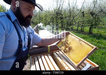 Remscheid, Deutschland. 10 Apr, 2019. Sebastian Laubach, ein Richter, steuert ein Bienenstock. In NRW, Häftlinge werden aktiv im Kampf gegen das Bienensterben. Auch im harten Jungen lernen, Verantwortung im Umgang mit "Aja" und ihre Freunde. Im Remscheider Gefängnis suchen Sie nach rund 3 Millionen Bienen, Tischler Bienenstände und Honig zu verkaufen. (An den Gefangenen dpa "Gefängnis der Bienen lehren Geduld: "Ein Fehler, ein Stachel") Credit: Federico Gambarini/dpa/Alamy leben Nachrichten Stockfoto