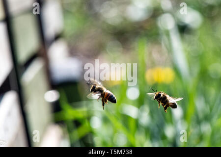 Remscheid, Deutschland. 10 Apr, 2019. Bienen fliegen auf ihrem Bienenstock. In NRW, Häftlinge werden aktiv im Kampf gegen das Bienensterben. Auch im harten Jungen lernen, Verantwortung im Umgang mit "Aja" und ihre Freunde. Im Remscheider Gefängnis suchen Sie nach rund 3 Millionen Bienen, Tischler Bienenstände und Honig zu verkaufen. (An den Gefangenen dpa "Gefängnis der Bienen lehren Geduld: "Ein Fehler, ein Stachel") Credit: Federico Gambarini/dpa/Alamy leben Nachrichten Stockfoto