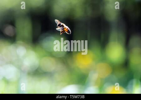 Remscheid, Deutschland. 10 Apr, 2019. Bienen fliegen auf ihrem Bienenstock. In NRW, Häftlinge werden aktiv im Kampf gegen das Bienensterben. Auch im harten Jungen lernen, Verantwortung im Umgang mit "Aja" und ihre Freunde. Im Remscheider Gefängnis suchen Sie nach rund 3 Millionen Bienen, Tischler Bienenstände und Honig zu verkaufen. (An den Gefangenen dpa "Gefängnis der Bienen lehren Geduld: "Ein Fehler, ein Stachel") Credit: Federico Gambarini/dpa/Alamy leben Nachrichten Stockfoto