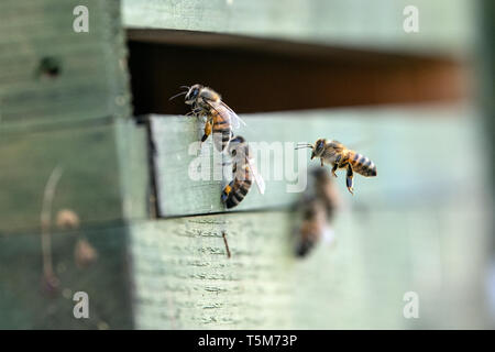 Remscheid, Deutschland. 10 Apr, 2019. Bienen fliegen in einem Bienenstock. In NRW, Häftlinge werden aktiv im Kampf gegen das Bienensterben. Auch im harten Jungen lernen, Verantwortung im Umgang mit "Aja" und ihre Freunde. Im Remscheider Gefängnis suchen Sie nach rund 3 Millionen Bienen, Tischler Bienenstände und Honig zu verkaufen. (An den Gefangenen dpa "Gefängnis der Bienen lehren Geduld: "Ein Fehler, ein Stachel") Credit: Federico Gambarini/dpa/Alamy leben Nachrichten Stockfoto