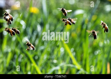 Remscheid, Deutschland. 10 Apr, 2019. Bienen fliegen auf ihrem Bienenstock. In NRW, Häftlinge werden aktiv im Kampf gegen das Bienensterben. Auch im harten Jungen lernen, Verantwortung im Umgang mit "Aja" und ihre Freunde. Im Remscheider Gefängnis suchen Sie nach rund 3 Millionen Bienen, Tischler Bienenstände und Honig zu verkaufen. (An den Gefangenen dpa "Gefängnis der Bienen lehren Geduld: "Ein Fehler, ein Stachel") Credit: Federico Gambarini/dpa/Alamy leben Nachrichten Stockfoto