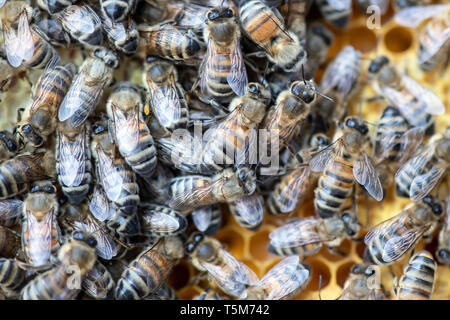 Remscheid, Deutschland. 10 Apr, 2019. Bienen kriechen in einem Bienenstock. In NRW, Häftlinge werden aktiv im Kampf gegen das Bienensterben. Auch im harten Jungen lernen, Verantwortung im Umgang mit "Aja" und ihre Freunde. Im Remscheider Gefängnis suchen Sie nach rund 3 Millionen Bienen, Tischler Bienenstände und Honig zu verkaufen. (An den Gefangenen dpa "Gefängnis der Bienen lehren Geduld: "Ein Fehler, ein Stachel") Credit: Federico Gambarini/dpa/Alamy leben Nachrichten Stockfoto