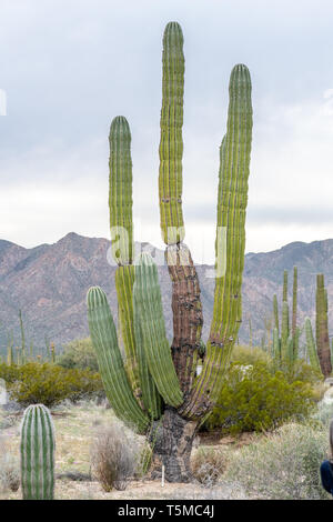 Cardon Kaktus (Pachycereus pringlei) auch als Mexikanische Riese cardon oder Elefant Kaktus in Baja California, Mexiko bekannt. Stockfoto