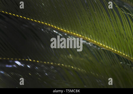 Mallorca endemisch Zwergpalme Chamaerops humilis üppige Blätter closeup im Sonnenschein. Stockfoto