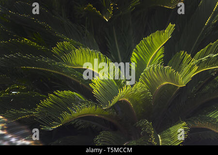 Closeup Blätter Mallorca endemisch Zwergpalme Chamaerops humilis üppige Blätter in der Sonne. Stockfoto