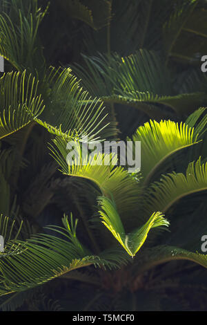 Closeup Blätter Mallorca endemisch Zwergpalme Chamaerops humilis üppige Blätter in der Sonne. Stockfoto