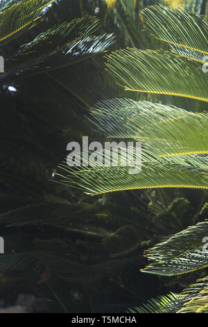 Closeup Blätter Mallorca endemisch Zwergpalme Chamaerops humilis üppige Blätter in der Sonne. Stockfoto