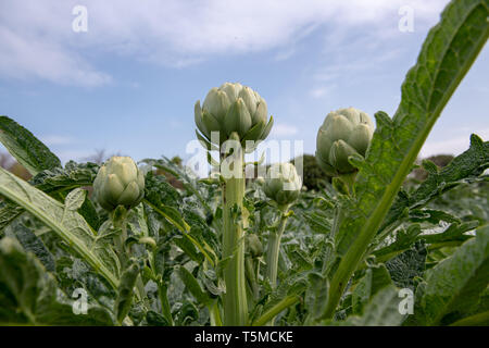 Grüne Artischocken in das Feld vor der Ernte in Frankreich. Stockfoto