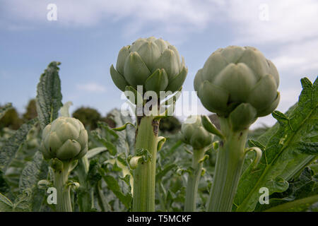 In der Nähe Blick auf grüne Artischocken in das Feld vor der Ernte in Frankreich. Stockfoto