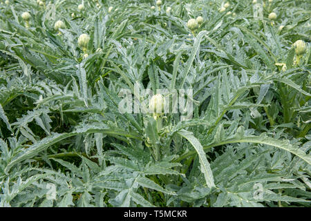 Bereich der grünen Artischocken vor der Ernte in Frankreich. Stockfoto