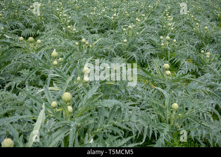 Bereich der grünen Artischocken vor der Ernte in Frankreich. Stockfoto