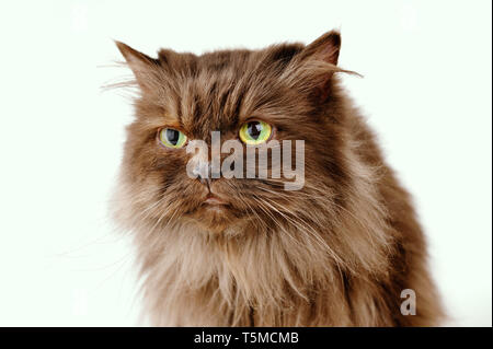 Braun Persischen Katze mit einem grimmigen Blick vor einem weißen Hintergrund. Stockfoto