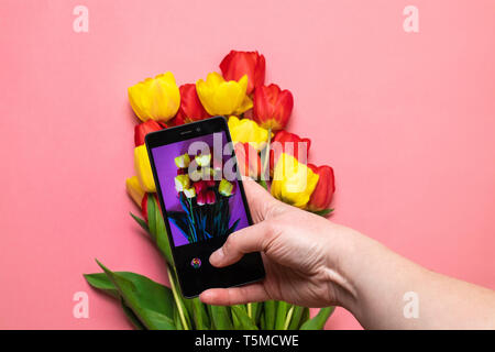 Weibliche Hände unter Foto von schönen Blumen mit Smartphone Stockfoto
