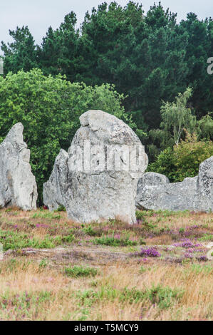 Menhir Felder in Carnac dnas der Morbihan in der Bretagne, Frankreich Stockfoto