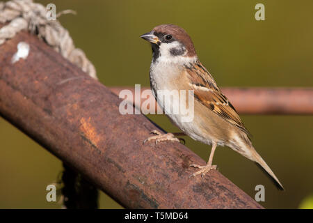 Feldsperling (Passer montanus), thront auf einem Stück von rostigem Eisen Stockfoto