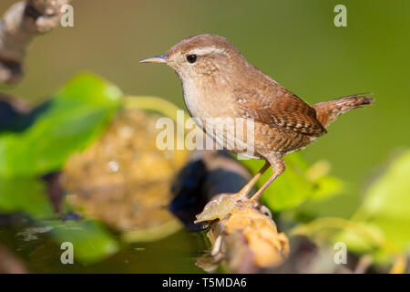 Eurasischen Zaunkönig (Troglodytes troglodytes), Erwachsene am Rande eines Teiches Stockfoto