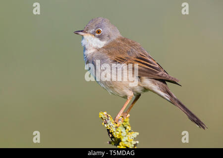 Common Whitethroat (Sylvia communis), Seitenansicht eines männlichen Erwachsenen auf einem Ast sitzend Stockfoto