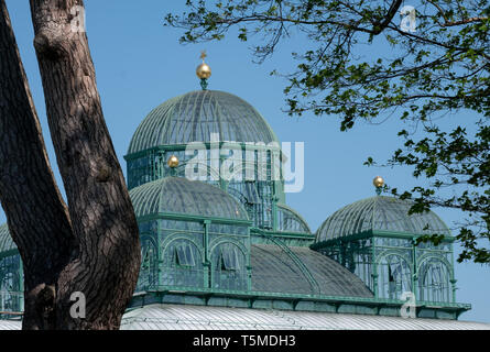 Die Königlichen Gewächshäuser in Laeken, Heimat der Königlichen Familie, bestehend aus einem Komplex von einer Reihe von Gewächshäuser einschließlich der Kongo Gewächshaus. Stockfoto