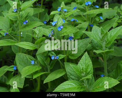 Grün (alkanet Pentaglottis sempervirens) mit blauen Blumen wild wachsenden in North Yorkshire, England Stockfoto