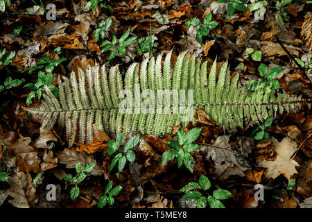 Farn unter bunten Blätter im Herbst Stockfoto