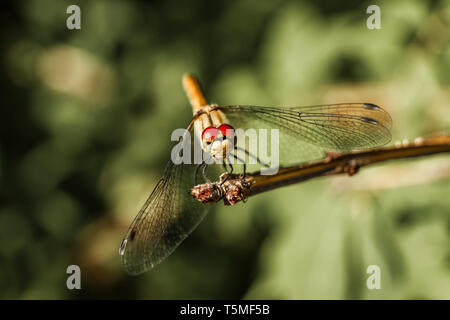 Nahaufnahme der Libelle auf Lavendel Blume, sitzend auf einem Zweig in der Sonne. Stockfoto