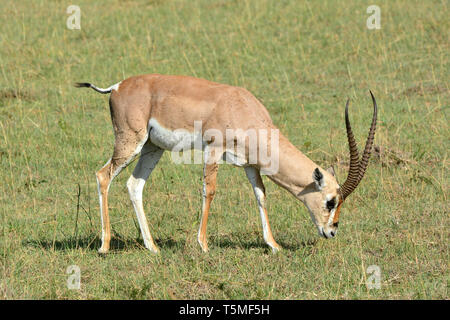 Grant's Gazelle, Grant-Gazelle, Nanger Granti, Gazella gazella Granti, gewähren. Stockfoto