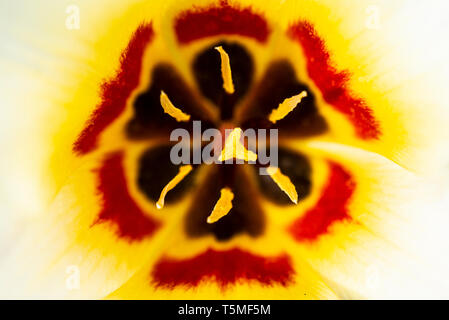 Eine Nahaufnahme der Innenseite einer Tulpe Stockfoto