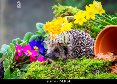 Wilder, einheimischer Igel auf der Suche nach Igelfreunden im Garten. In einem Wildtierhäuschen aufgenommen, um die Gesundheit und die Population dieses rückläufigen Säugetieres zu überwachen Stockfoto