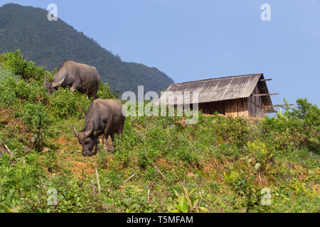 Zwei Wasserbüffel grasen am Hang in SaPa, Vietnam, Asien Stockfoto