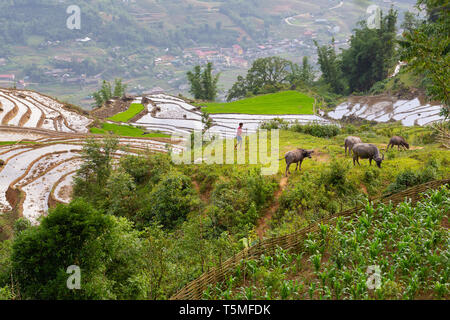 Bauer mit Wasserbüffel im Reisfeld Feld in SaPa, Vietnam, Asien Stockfoto